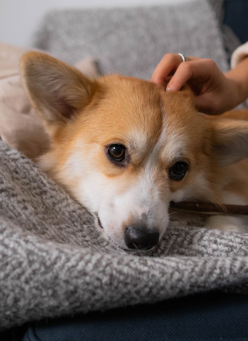 趴在沙发上的可爱柯基犬生活记录短片画面